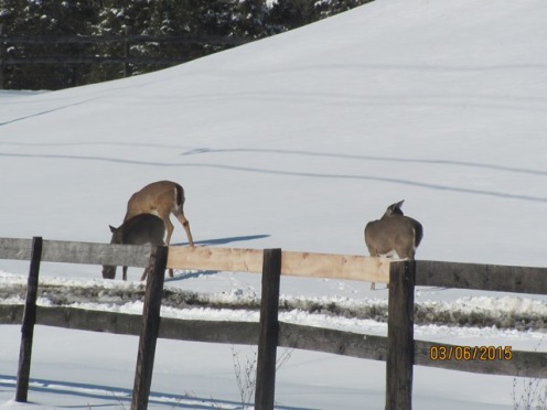 Deer 3 Snow Mar2015