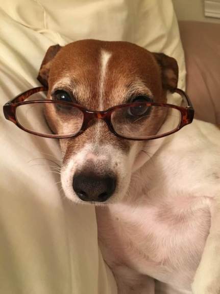 dog-in-glasses-macintyre